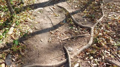 Tree roots showing on the ground Stock Footage 260788430