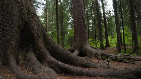 Tree roots in siberian forest. Stock-Footage 168525613