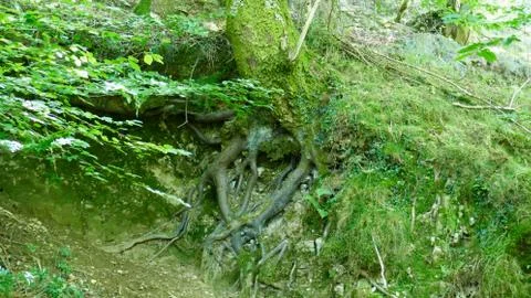Tree with roots in sight in the forest Stock Photos