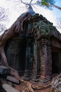 Tree with roots sitting on stone temple Ta Prohm Stock Photos