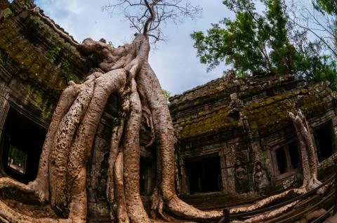 Tree with roots sitting on stone temple Ta Prohm Stock Photos