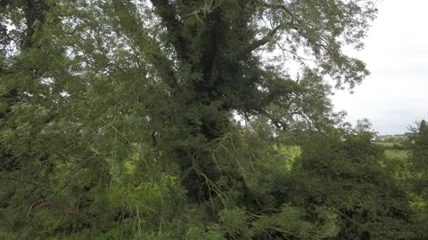 Tree Roots to Sky Ascent Field in Ireland Aerial 4K 스톡 동영상 147199088