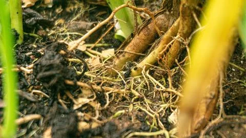 Tree roots with soil at close range Stock Photos