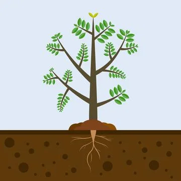 Tree with roots in soil Stock Illustration