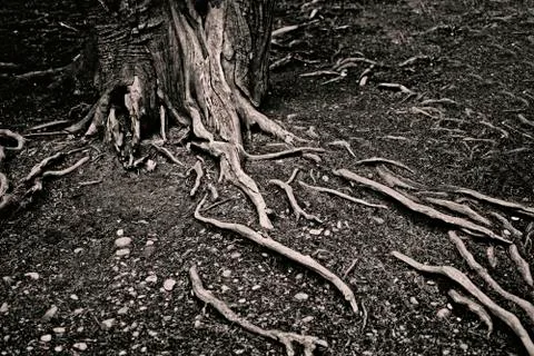 Tree roots on the soil Stock Photos