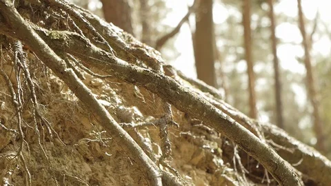 Tree roots with spider web in forest Stock Footage 89691315
