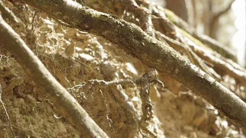 Tree roots with spider web in forest Stock Footage 89691466