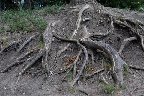 Tree roots spread across dry soil in a park area during daylight hours 库存照片