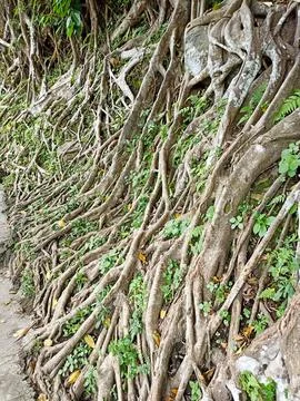 Tree roots that spread across the rocks Stock Photos