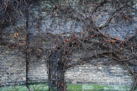 Tree roots spread on old brick wall Stock Photos