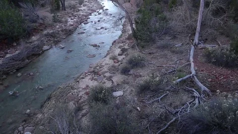Tree roots spread out along river Stock Footage 93996334