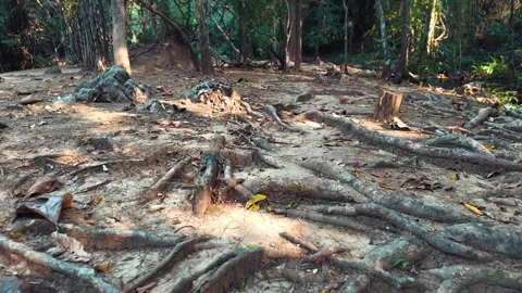 Tree roots spreading across forest soil with natural texture and patterns Stock Footage 346217031