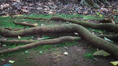 Tree roots spreading across moss-covered forest ground Stock Footage 336528623