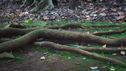 Tree roots spreading across moss-covered forest ground Stock Footage 336528711