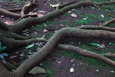 Tree roots spreading across moss-covered forest ground Stock Photos