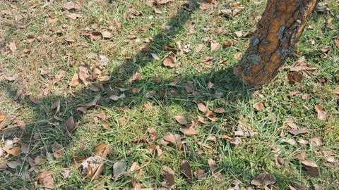 Tree roots spreading through dry soil and grass. Natural underground growth Stock Photos