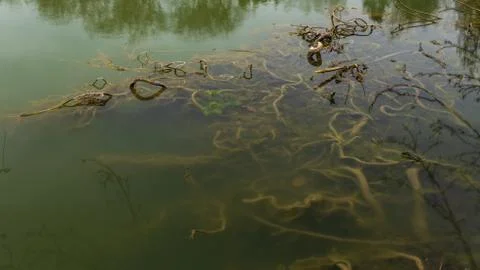 Tree roots spreading in the water Stock Photos