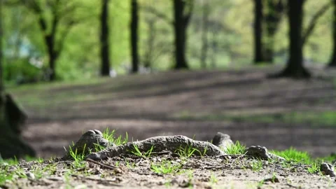 Tree Roots Spring Grass Stock Footage 152805992