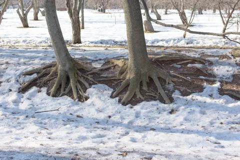 Tree roots in a spring park Foto stock
