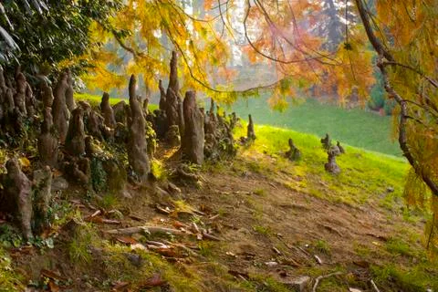 Tree roots sprouting from underground to the sky Stock Photos