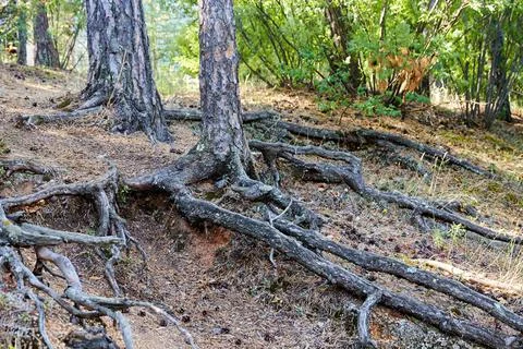 Tree roots sticking out of the ground Foto stock