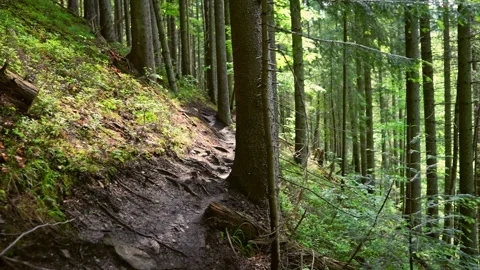 Tree roots sticking out on a mountain path. Video stock 311250357