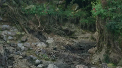 Tree roots stretch across a rocky path under green foliage in a forest Stock Footage 342058400