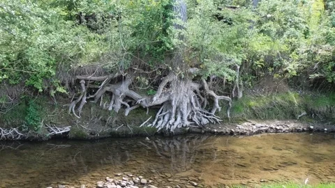 Tree roots stripped from the river Stock Footage 110870833