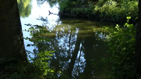 Tree roots submerged in murky pond water Stock Footage 339341386