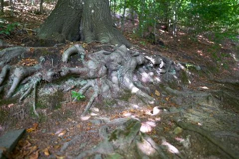 Tree roots in summer forest. Stock Photos