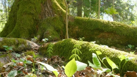 Tree roots on the surface of the earth. Closeup Stock-Footage 108492191