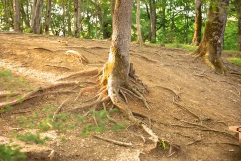 Tree roots on the surface of the earth in the forest. Stock Photos