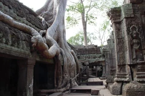 Tree roots at ta prohm temple angkor wat siem reap cambodia. no tourists - co Stock Photos