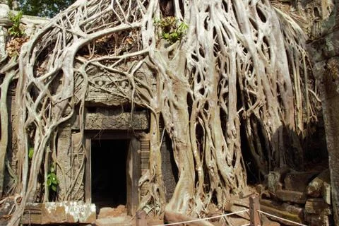 Tree roots at ta prohm temple angkor wat siem reap cambodia. no tourists - co Stock Photos