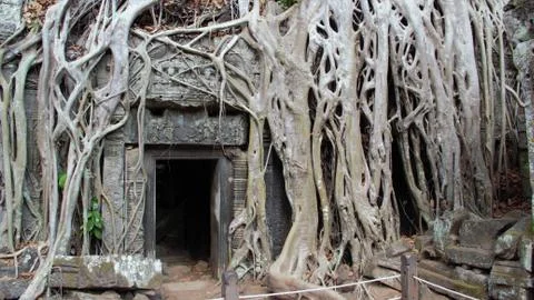 Tree roots at ta prohm temple angkor wat siem reap cambodia. no tourists - co 库存照片