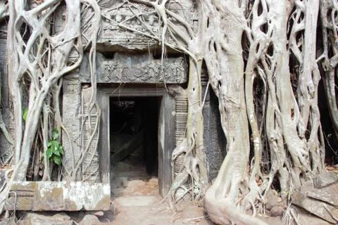 Tree roots at ta prohm temple angkor wat siem reap cambodia. no tourists - co Stock Photos