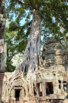 Tree roots at ta prohm temple angkor wat siem reap cambodia. no tourists - co Stock Photos