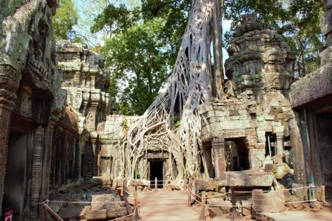 Tree roots at ta prohm temple angkor wat siem reap cambodia. no tourists - co Stock Photos