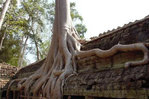 Tree roots at ta prohm temple angkor wat siem reap cambodia. no tourists - co 库存照片