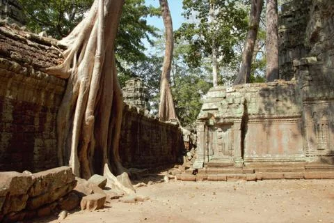 Tree roots at ta prohm temple angkor wat siem reap cambodia. no tourists - co Stock Photos