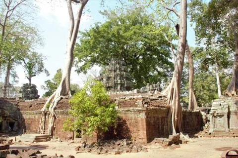 Tree roots at ta prohm temple angkor wat siem reap cambodia. no tourists - co Stock Photos