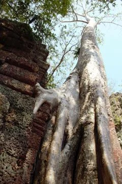 Tree roots at ta prohm temple angkor wat siem reap cambodia. no tourists - co Stock Photos