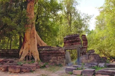 Tree roots at ta prohm temple angkor wat siem reap cambodia. no tourists - co Stock Photos