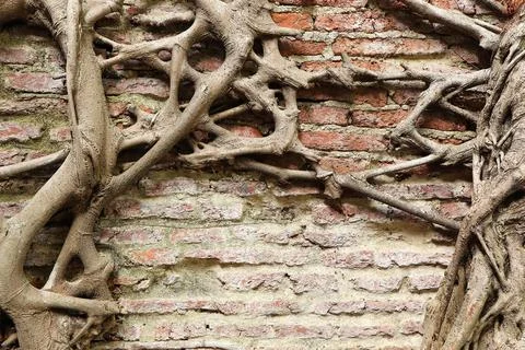 Tree roots tangle around each other on old red brick wall. Stock Photos