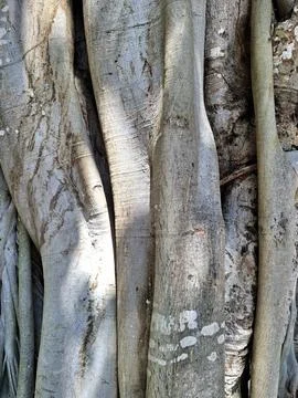 Tree Roots Texture Background Stock Photos