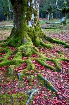 Tree roots through the ground in fall 写真素材