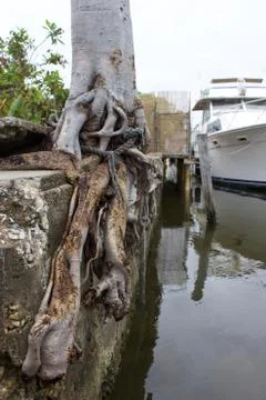 Tree roots through seawall Stock Photos