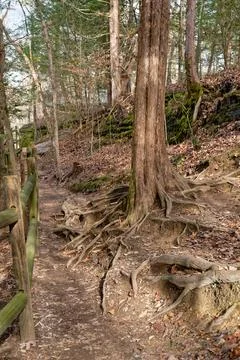 Tree roots on a trail Stock Photos