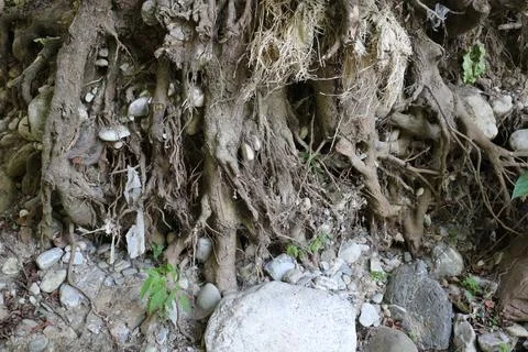 Tree Roots with Trapped Waste 写真素材