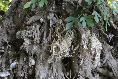Tree Roots with Trapped Waste 写真素材